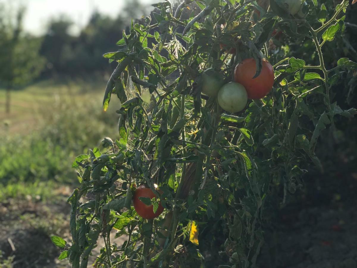 Agriturismo Casallario Вольтерра Экстерьер фото